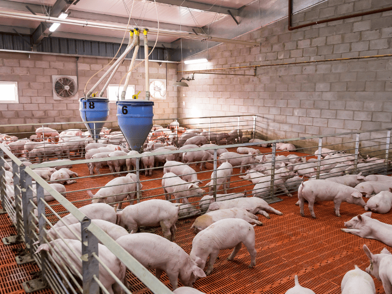 Cháo lòng ngon nhất Đà Lạt là quán lòng Vân Vân