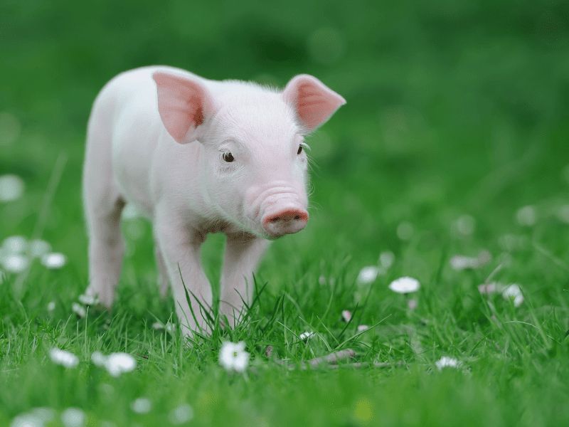 Heo nguyên con có chế biến sẵn, địa chỉ uy tín số 1