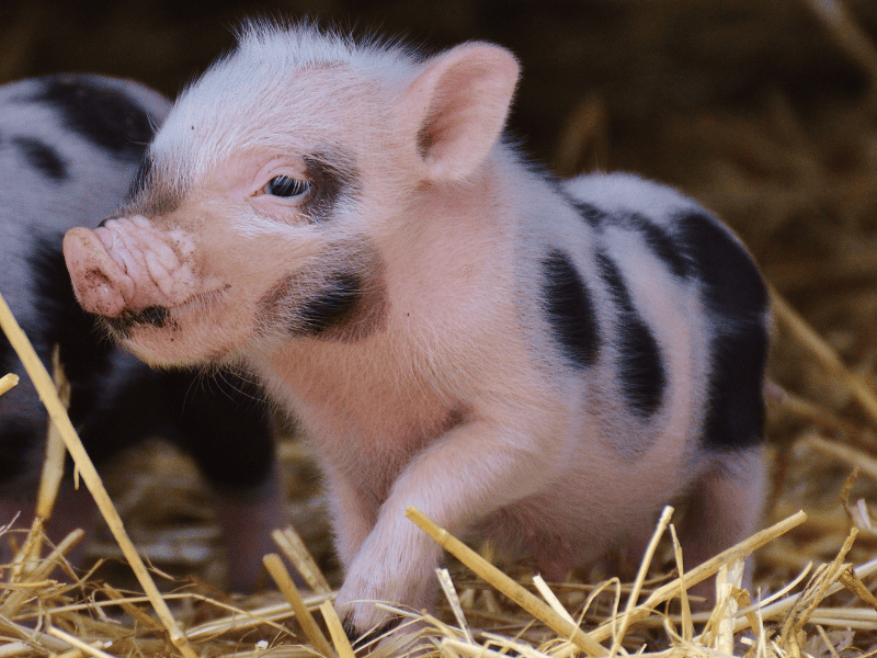 Heo nguyên con có chế biến sẵn, địa chỉ uy tín số 1